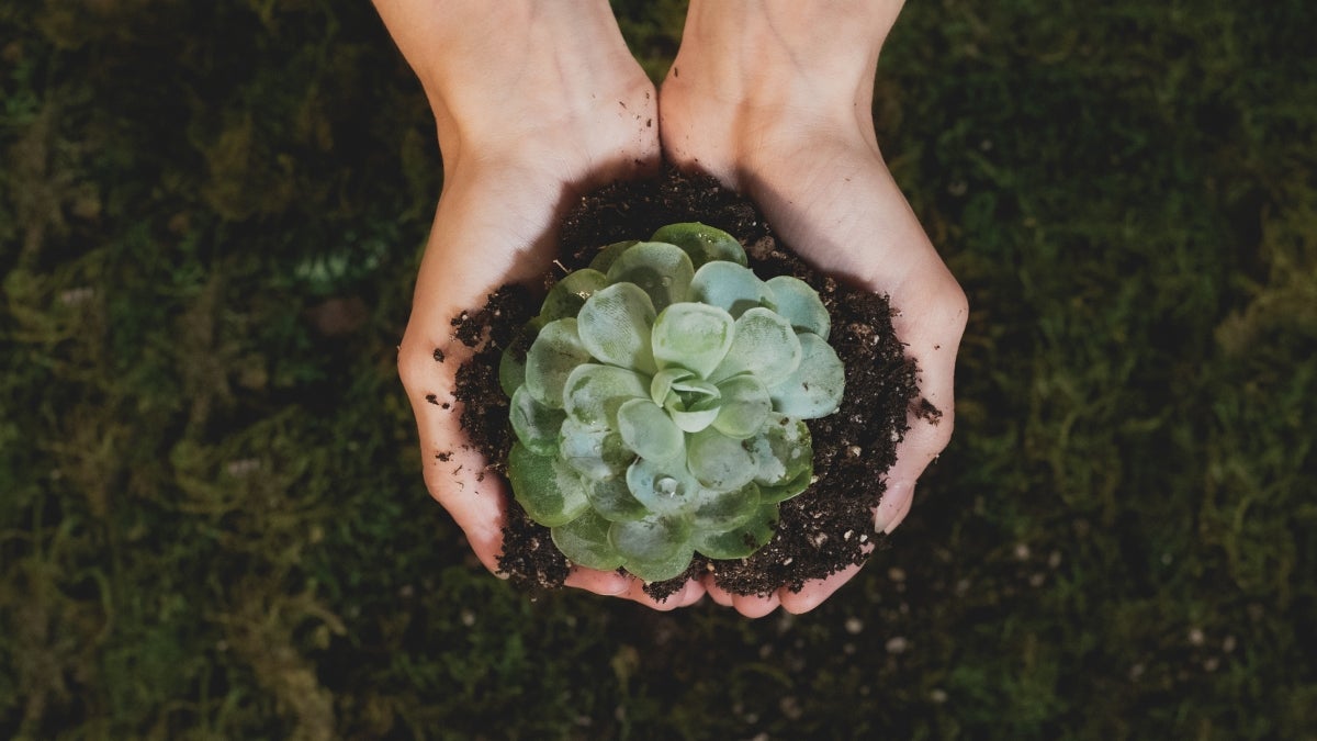 Plant in soil